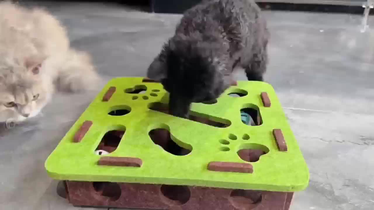 Caixa de diversão para gatos