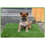 Tapete de Grama Artificial Lavável para Cães - Reutilizável, Controla Odores, Fácil de Limpar e com Base Antiderrapante.