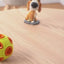 Luminous Sounding Dog Toy Ball