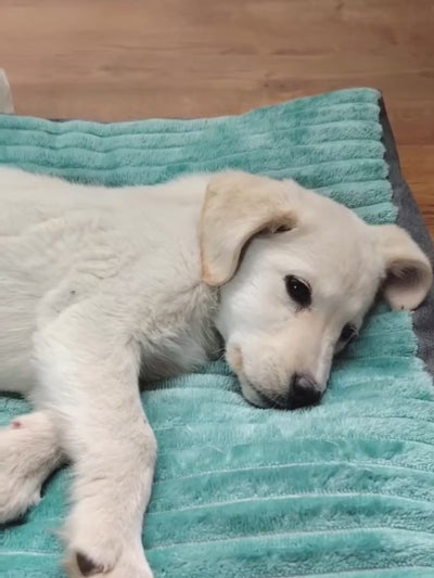 Cama grossa e macia para animais de estimação, cama super macia para cães e gatos, colchão quente e confortável para o inverno, tapete de peluche.